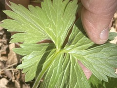 Aconitum lasiostomum