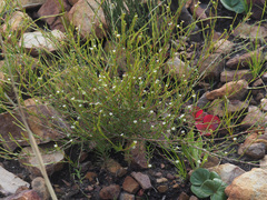 Coleonema juniperinum