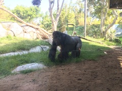 Gorilla gorilla