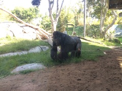 Gorilla gorilla