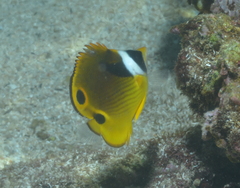 Chaetodon lunula