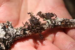 Tuckermanopsis chlorophylla