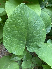 Trachystemon