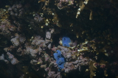 Porifera