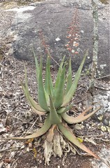 Aloe chabaudii