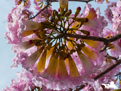 Tabebuia rosea