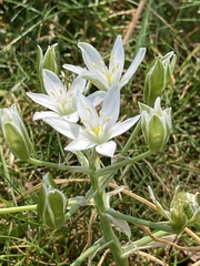 Ornithogalum