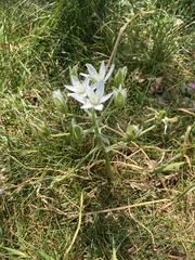 Ornithogalum