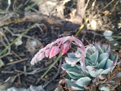 Echeveria simulans