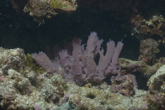Callyspongia