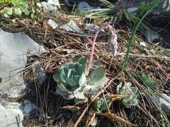 Echeveria simulans