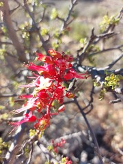 Erythrophysa alata