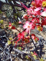 Erythrophysa alata