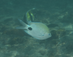 Abudefduf sparoides