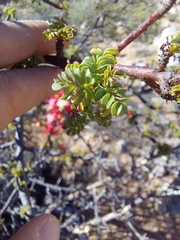Erythrophysa alata