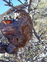 Erythrophysa alata