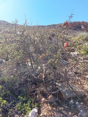 Erythrophysa alata