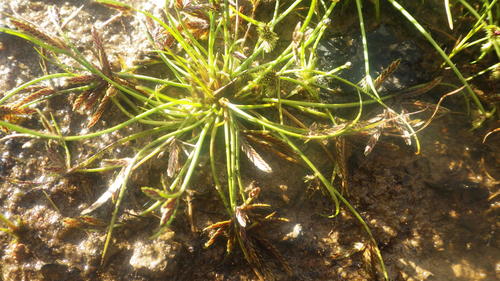 Cyperus cuspidatus image