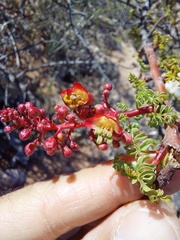 Erythrophysa alata