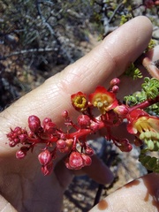 Erythrophysa alata