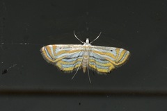 Parapoynx villidalis