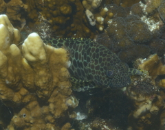 Epinephelus merra