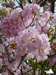 Tabebuia rosea