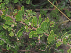 Searsia cuneifolia