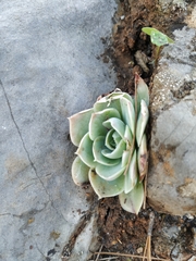 Echeveria simulans