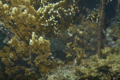 Epinephelus merra