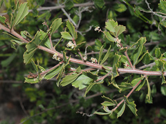 Searsia cuneifolia
