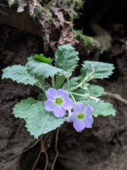 Primula nana