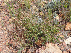 Searsia cuneifolia