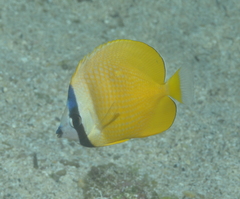 Chaetodon kleinii