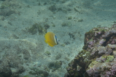 Chaetodon kleinii