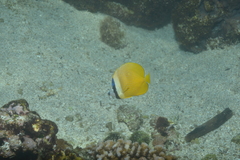 Chaetodon kleinii