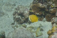 Chaetodon kleinii