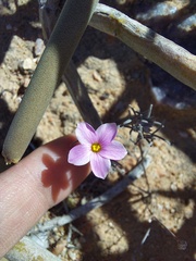 Oxalis exserta