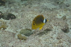 Chaetodon lunula