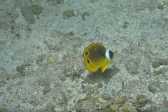 Chaetodon lunula