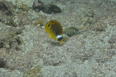 Chaetodon lunula