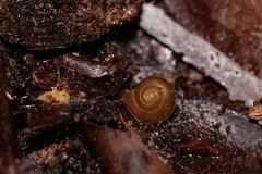 Austrochloritis laurieton