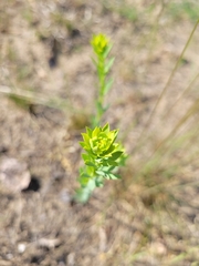 Euphorbia seguieriana