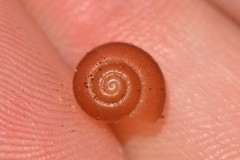 Austrochloritis laurieton