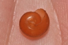 Austrochloritis laurieton