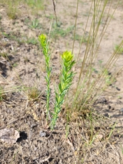 Euphorbia seguieriana