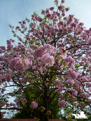 Tabebuia rosea