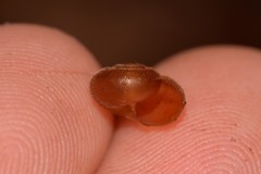 Austrochloritis laurieton