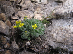 Draba lemmonii