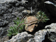 Draba lemmonii
